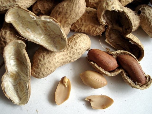 How peanuts grow: photo and description