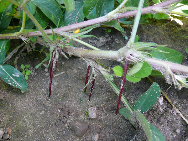 How peanuts grow: photo and description