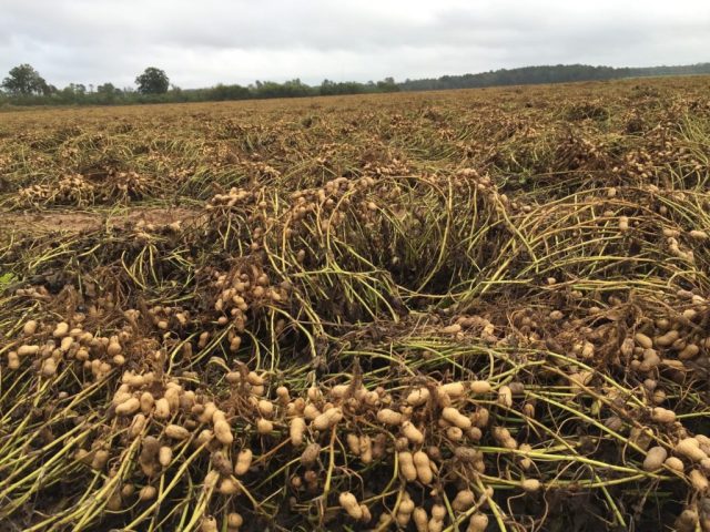 How peanuts grow: photo and description