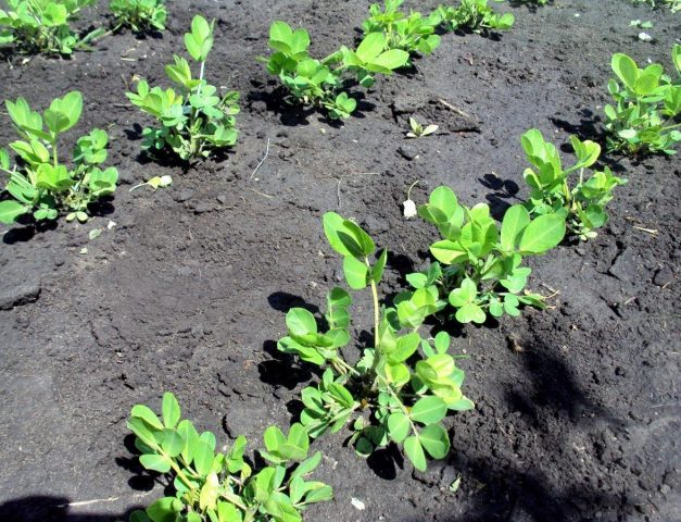 How peanuts grow: photo and description