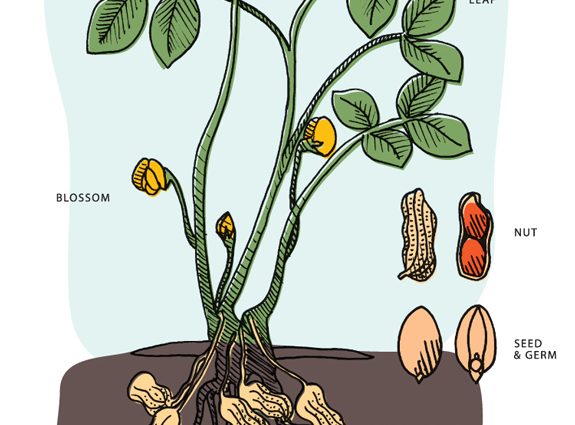 How peanuts grow: photo and description