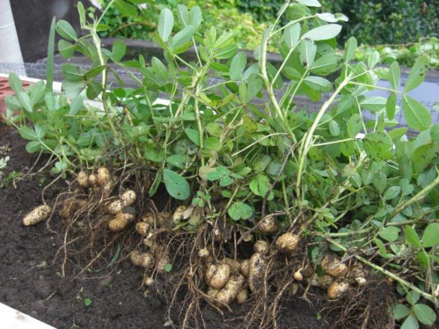 How peanuts grow: photo and description