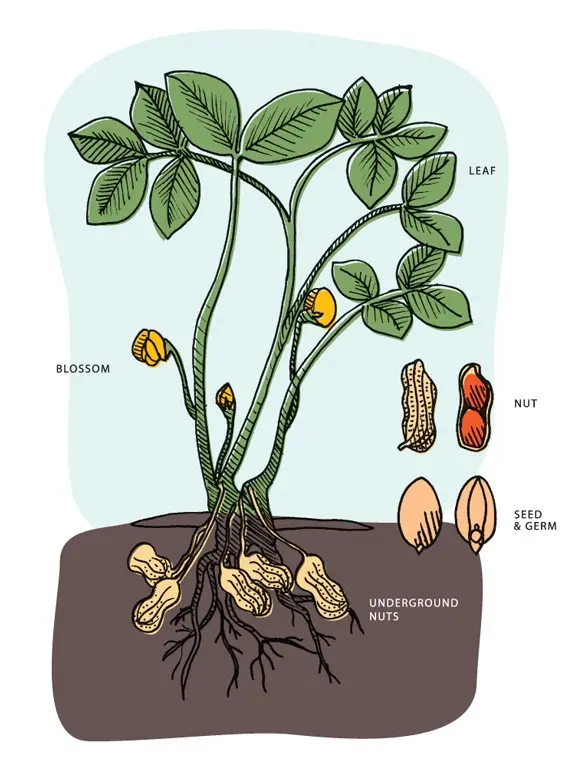 How peanuts grow: photo and description