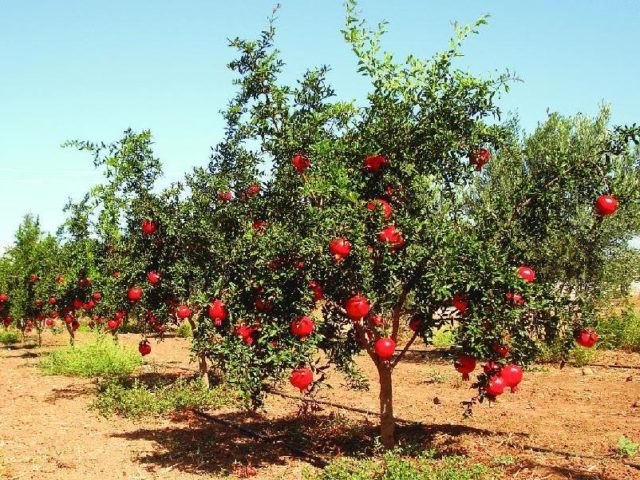 How pomegranate grows: photos, in which countries, how it looks