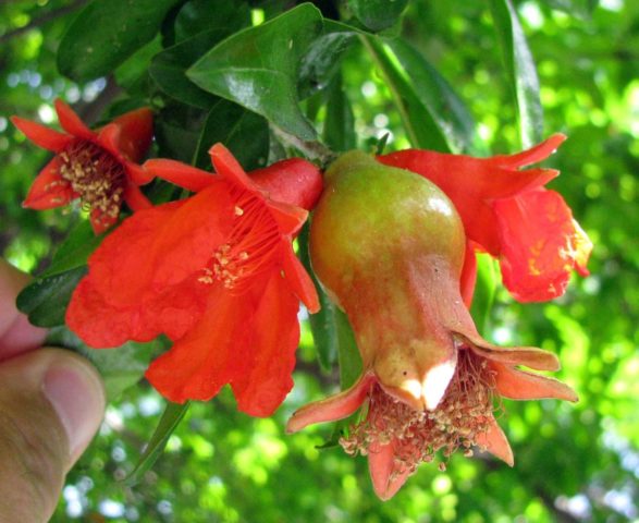 How pomegranate grows: photos, in which countries, how it looks