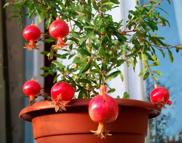 How pomegranate grows: photos, in which countries, how it looks