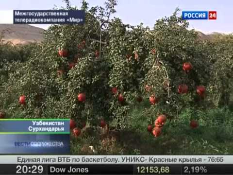 How pomegranate grows: photos, in which countries, how it looks