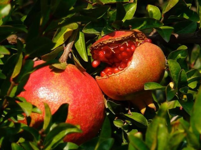 How pomegranate grows: photos, in which countries, how it looks