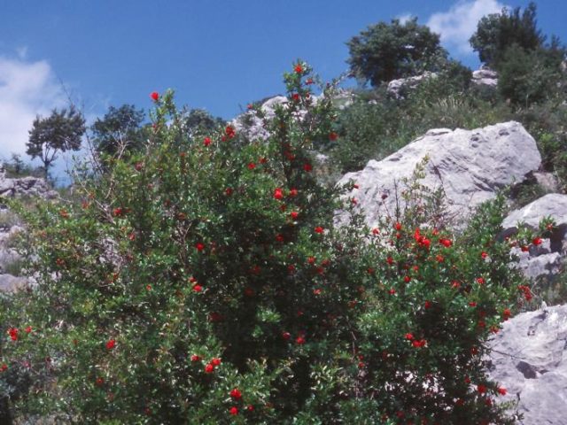 How pomegranate grows: photos, in which countries, how it looks