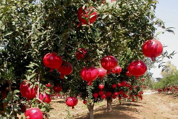 How pomegranate grows: photos, in which countries, how it looks