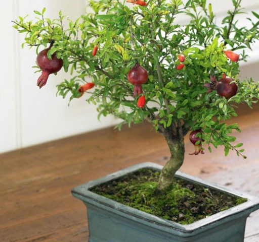 How pomegranate grows: photos, in which countries, how it looks