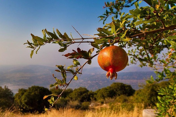 How pomegranate grows: photos, in which countries, how it looks