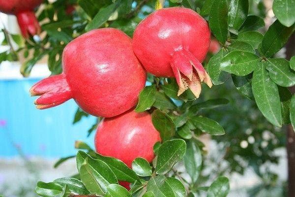 How pomegranate grows: photos, in which countries, how it looks