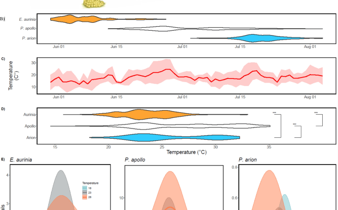 How quickly butterflies grow after rain: by time, growth rate