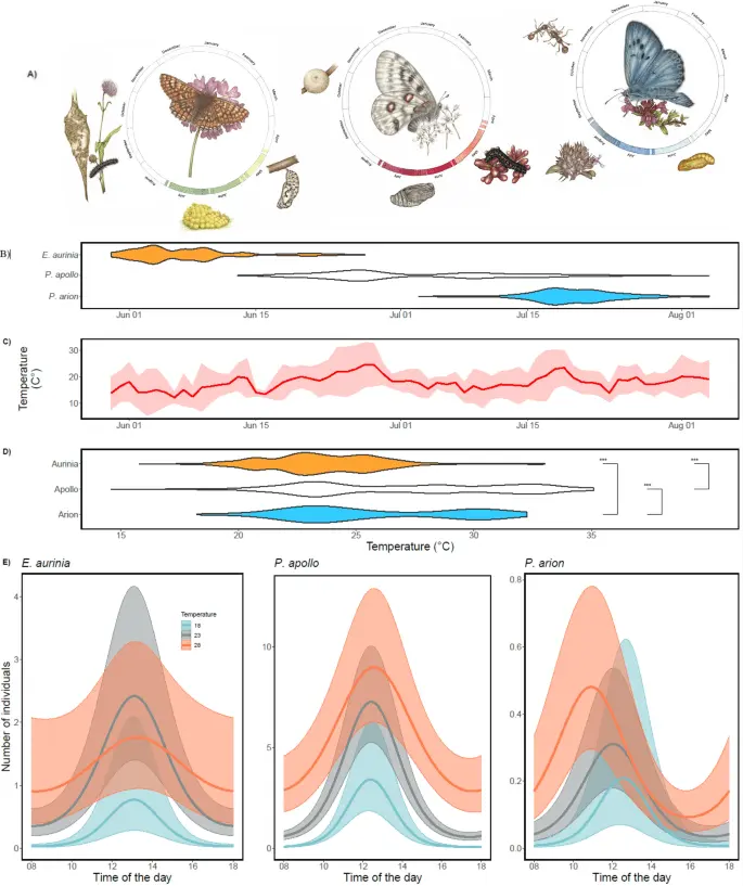 How quickly butterflies grow after rain: by time, growth rate