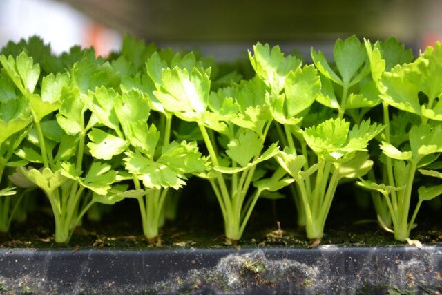 How quickly cilantro (coriander) sprouts after sowing