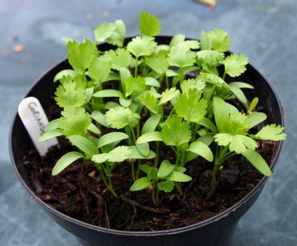 How quickly cilantro (coriander) sprouts after sowing