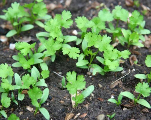 How quickly cilantro (coriander) sprouts after sowing