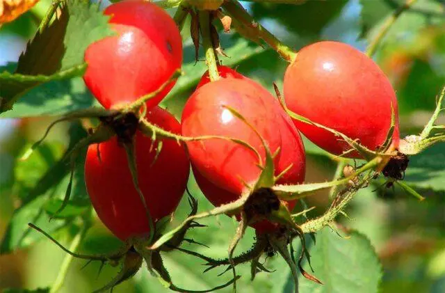 How rosehip affects blood pressure in humans: lowers or increases