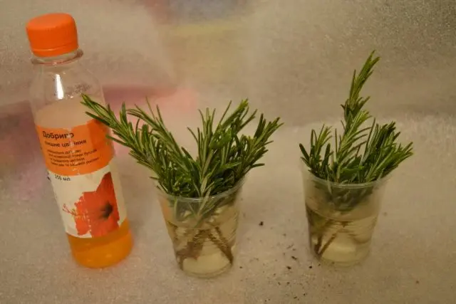 How Rosemary Reproduces