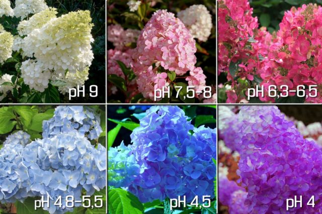 How to acidify the soil for hydrangea: simple methods