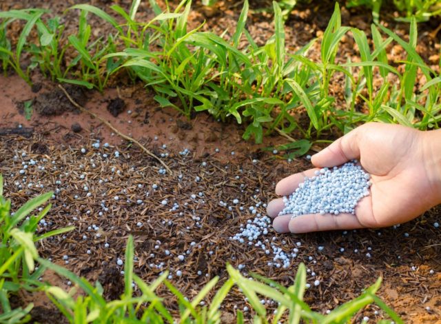 How to acidify the soil for hydrangea: simple methods