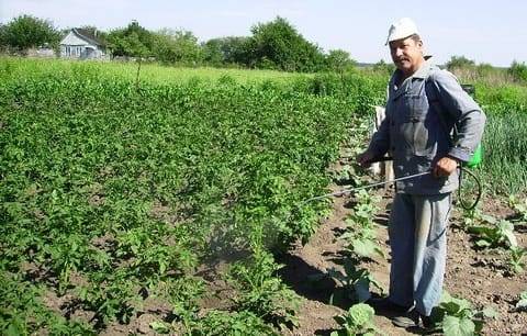 How to breed Corado from the Colorado potato beetle 