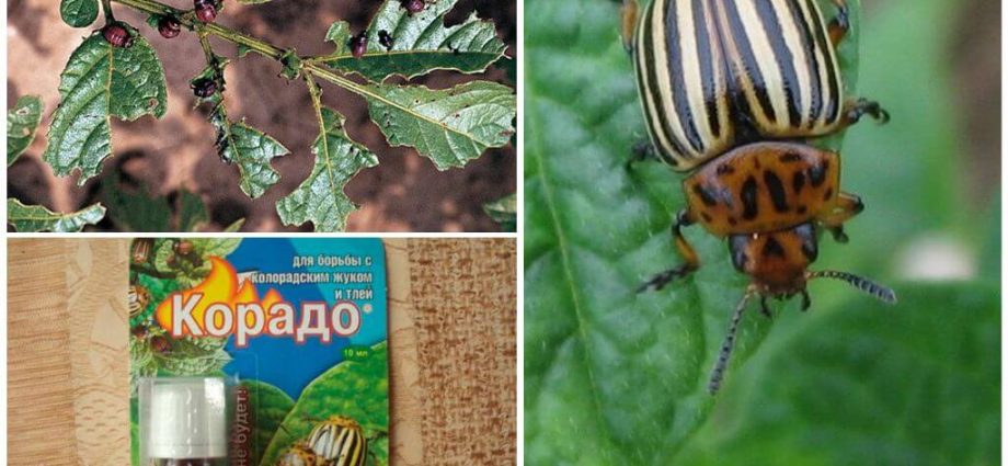 How to breed Corado from the Colorado potato beetle 