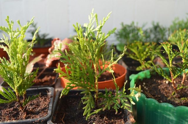 How to breed thuja from a sprig at home: how to propagate, how to grow