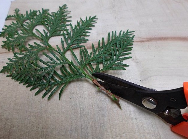 How to breed thuja from a sprig at home: how to propagate, how to grow