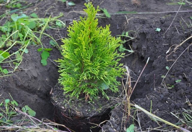 How to breed thuja from a sprig at home: how to propagate, how to grow