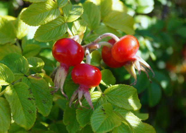 How to brew and drink rose hips for immunity