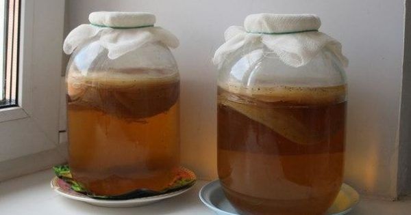 How to brew kombucha at home: technology and recipes for preparing a solution and a drink, proportions