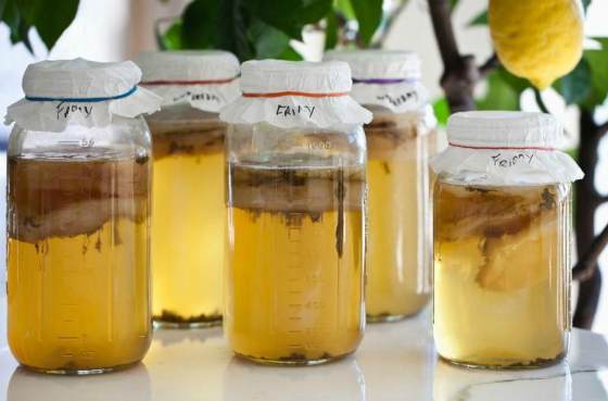 How to brew kombucha at home: technology and recipes for preparing a solution and a drink, proportions