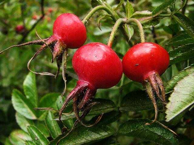 How to brew rose hips for coughing, with a cold