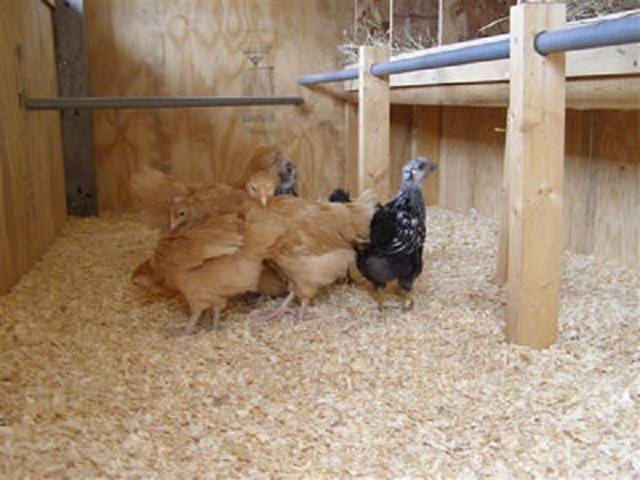 How to build a chicken coop