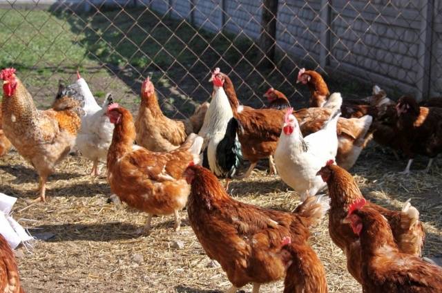 How to build a chicken coop from improvised materials