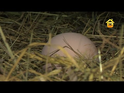 How to build a chicken coop from improvised materials