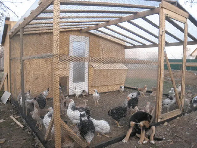 How to build a chicken coop in the country with your own hands 