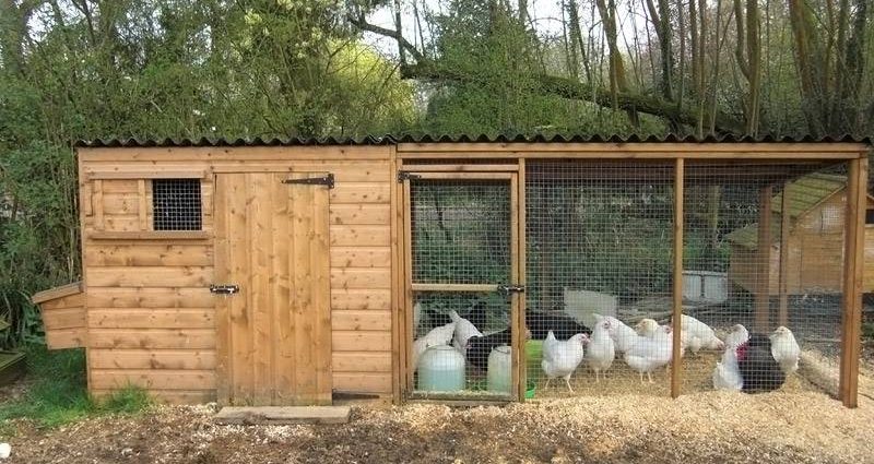 How to build a chicken coop in the country with your own hands 