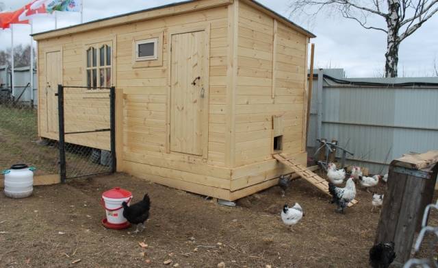 How to build a do-it-yourself chicken coop for 50 chickens