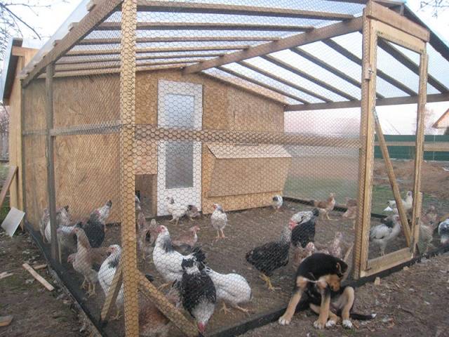 How to build a do-it-yourself chicken coop for 50 chickens