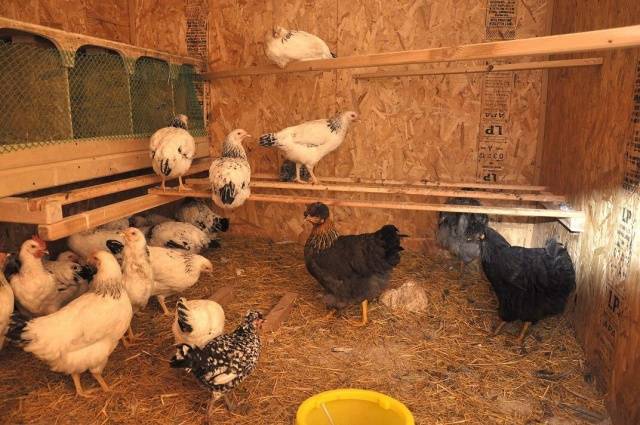 How to build a do-it-yourself chicken coop for 50 chickens