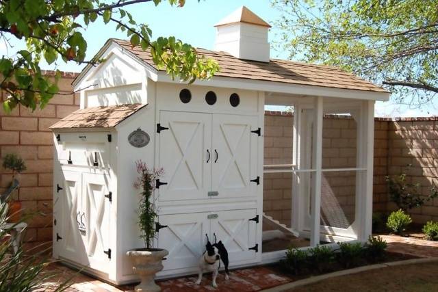 How to build a do-it-yourself chicken coop for 50 chickens