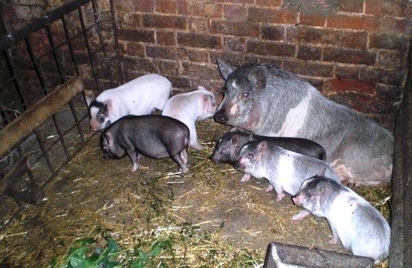 How to build a do-it-yourself pig shed 