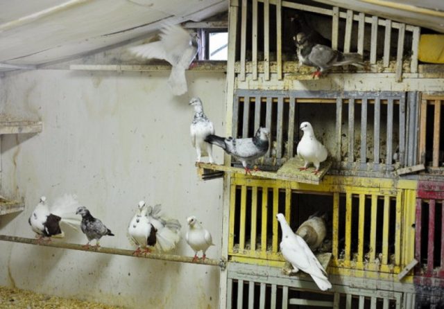 How to Build a Dovecote and Pigeon Nests