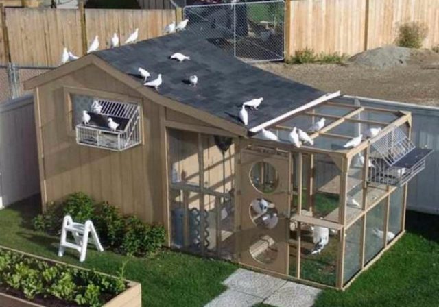 How to Build a Dovecote and Pigeon Nests