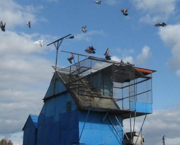 How to Build a Dovecote and Pigeon Nests