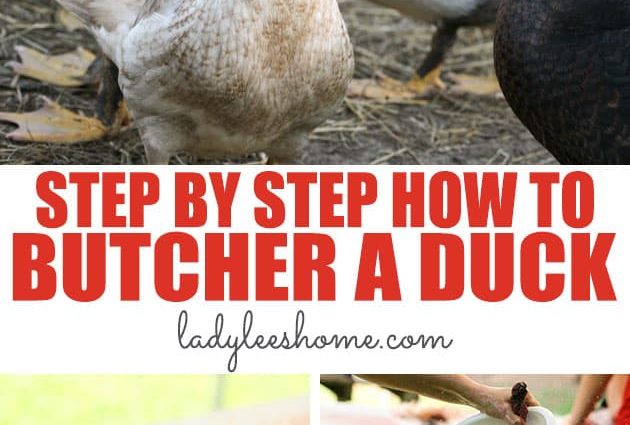 How to butcher a duck