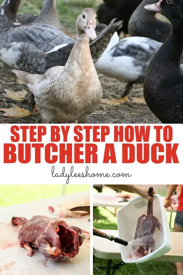 How to butcher a duck